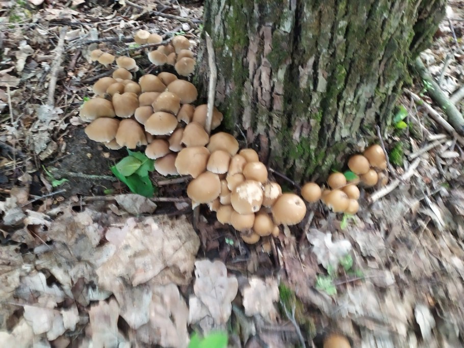 Ложноопенок Кандолля