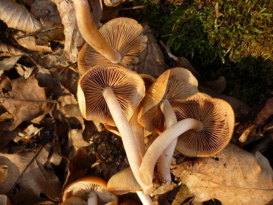 Псатирелла шаровидная