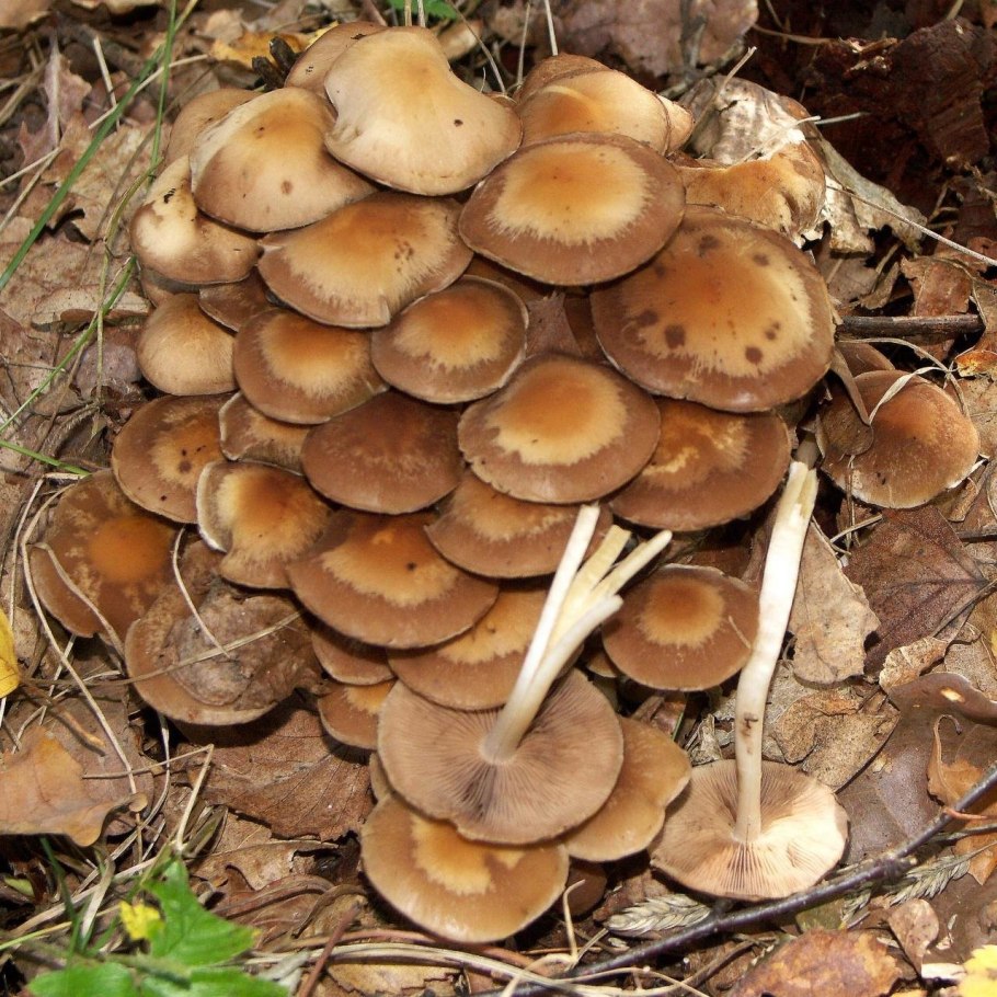 Псатирелла Кандолля