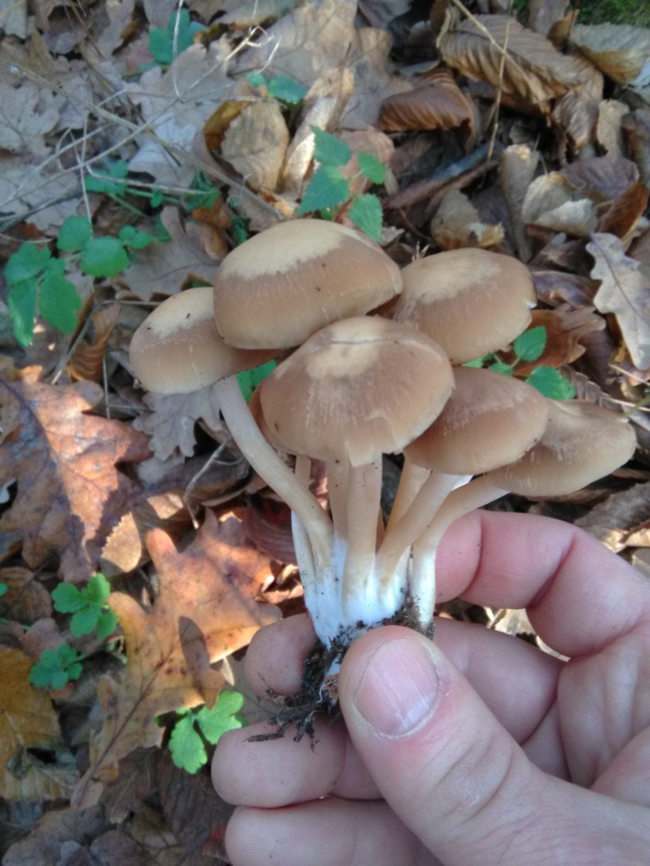 Гриб Псатирелла Кандолля