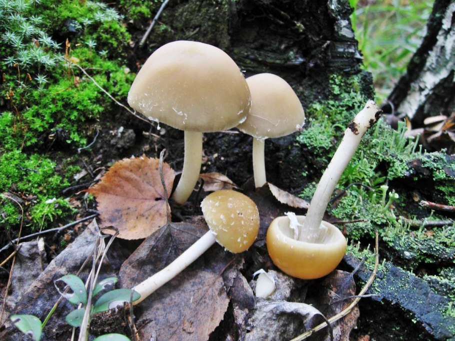 Псатирелла гриб темно Песочная