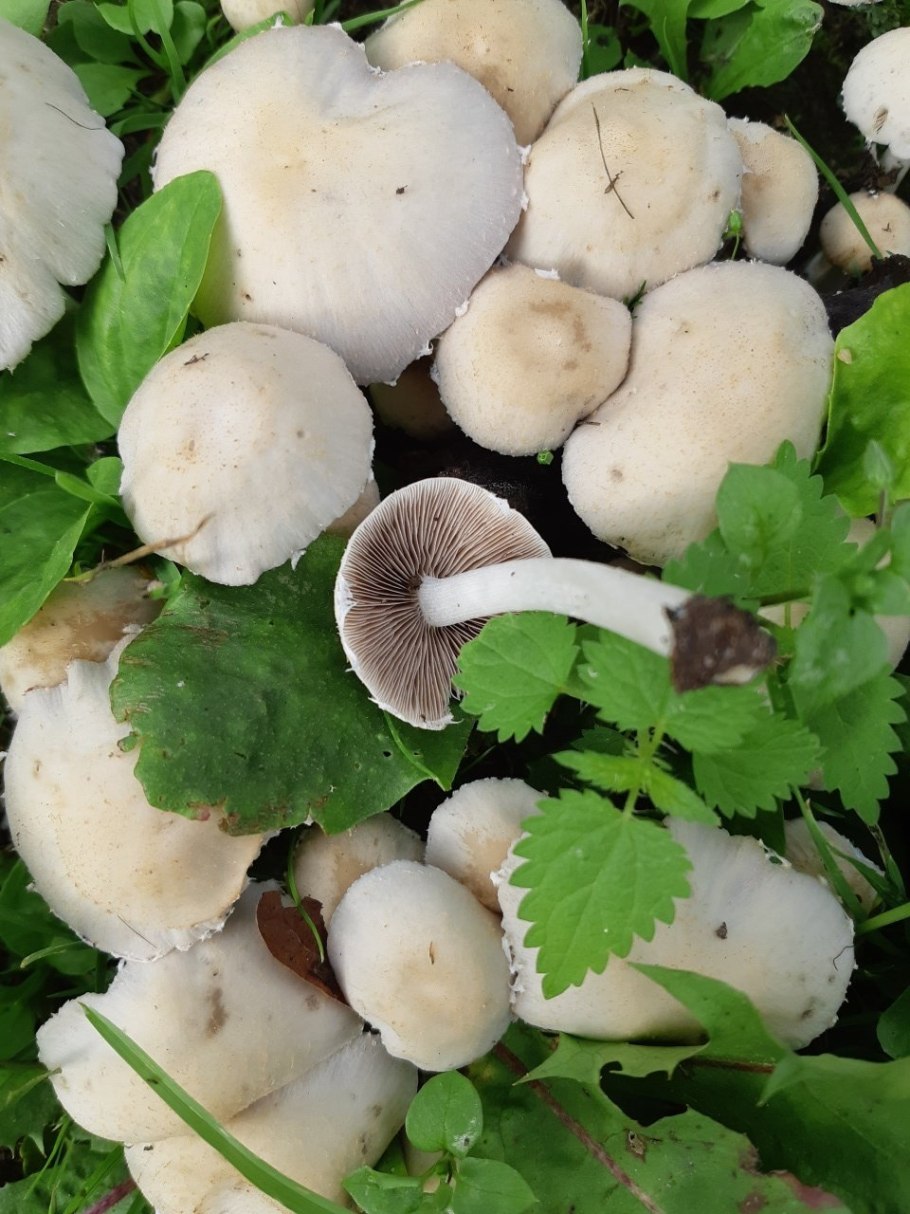 Псатирелла водолюбивая