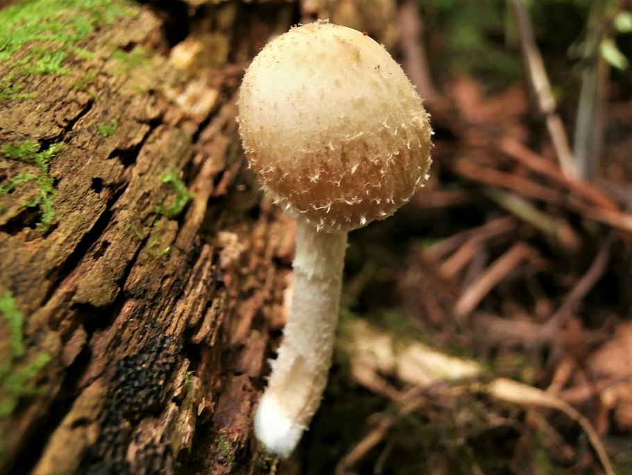 Псатирелла коническая (Psathyrella conopilus)