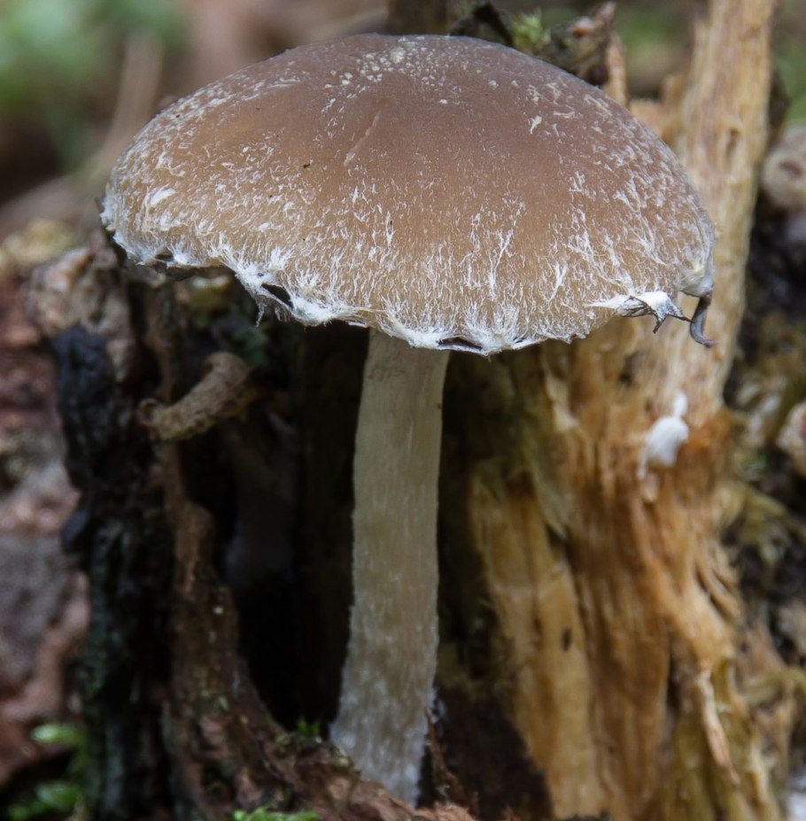 Псатирелла шаровидная Psathyrella piluliformis