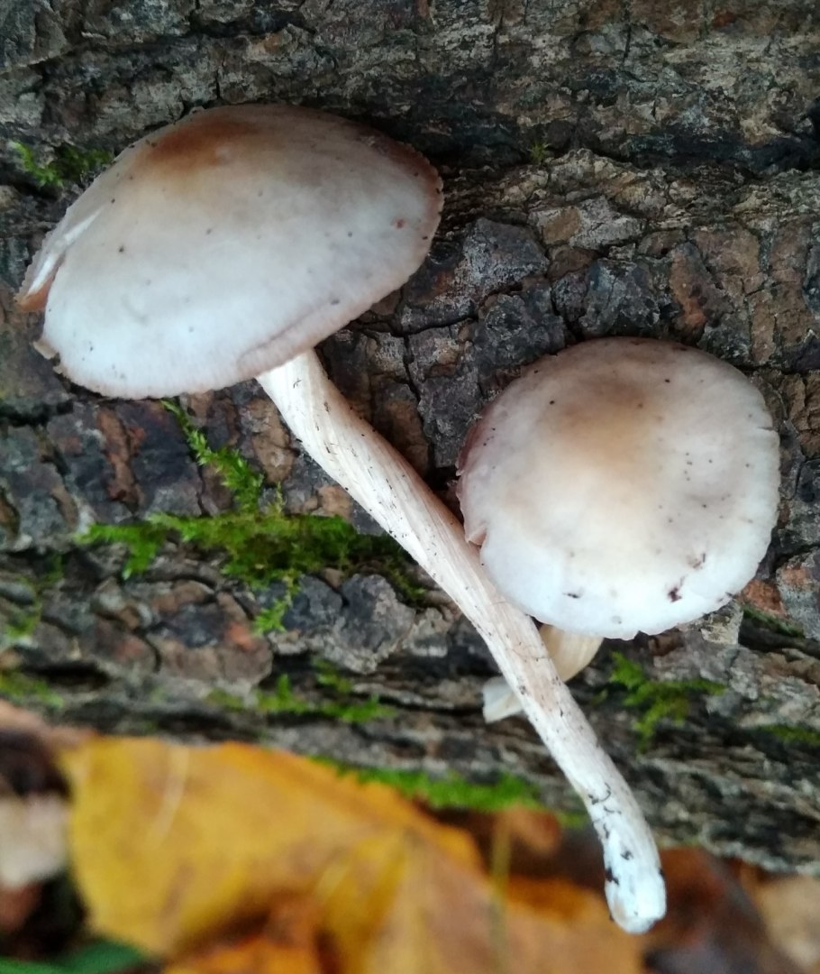 Псатирелла (Psathyrella)