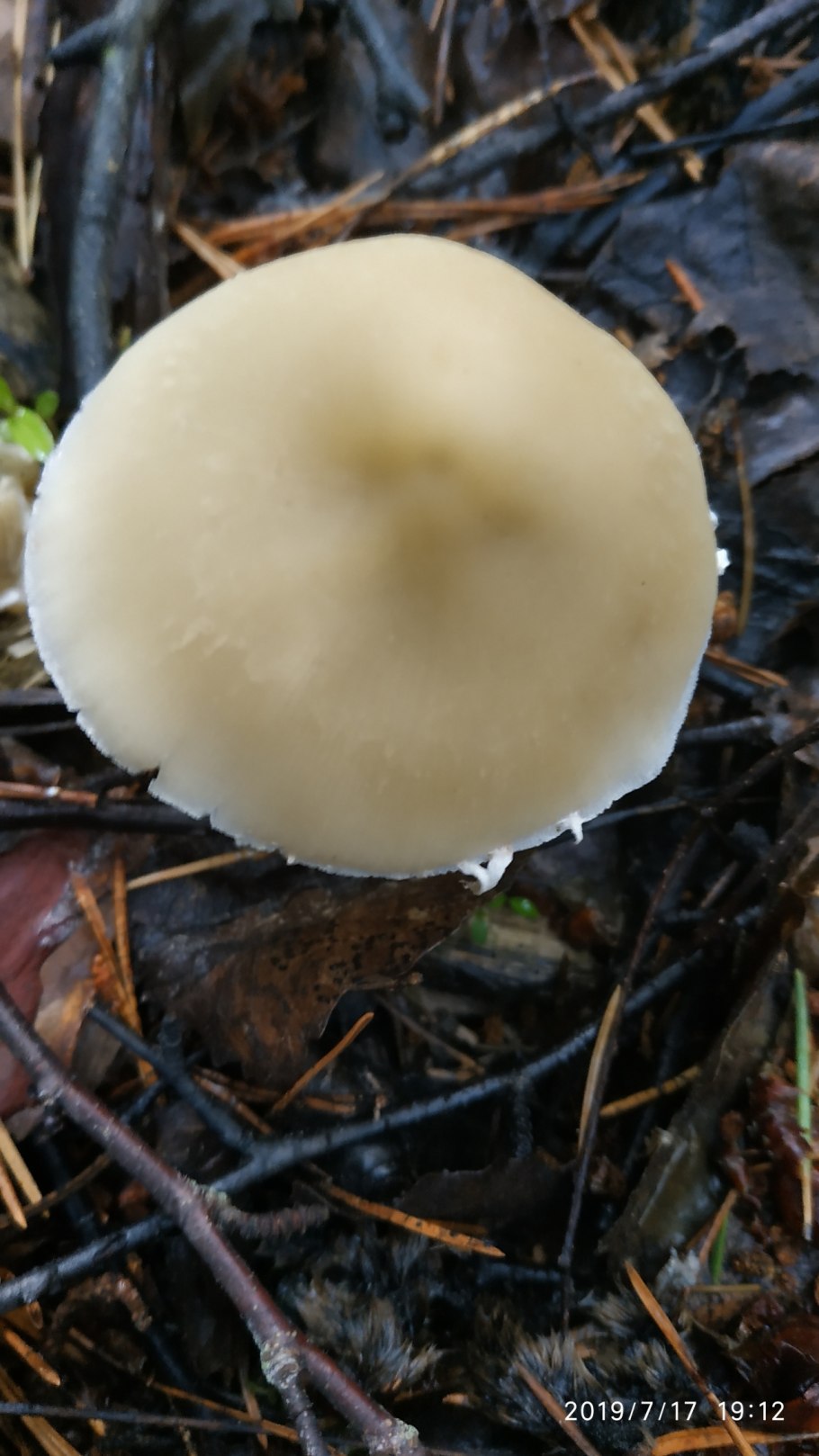 Псатирелла Каштановая гриб