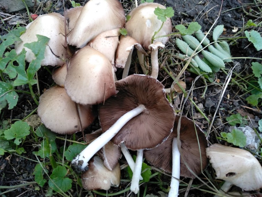 Псатирелла водолюбивая