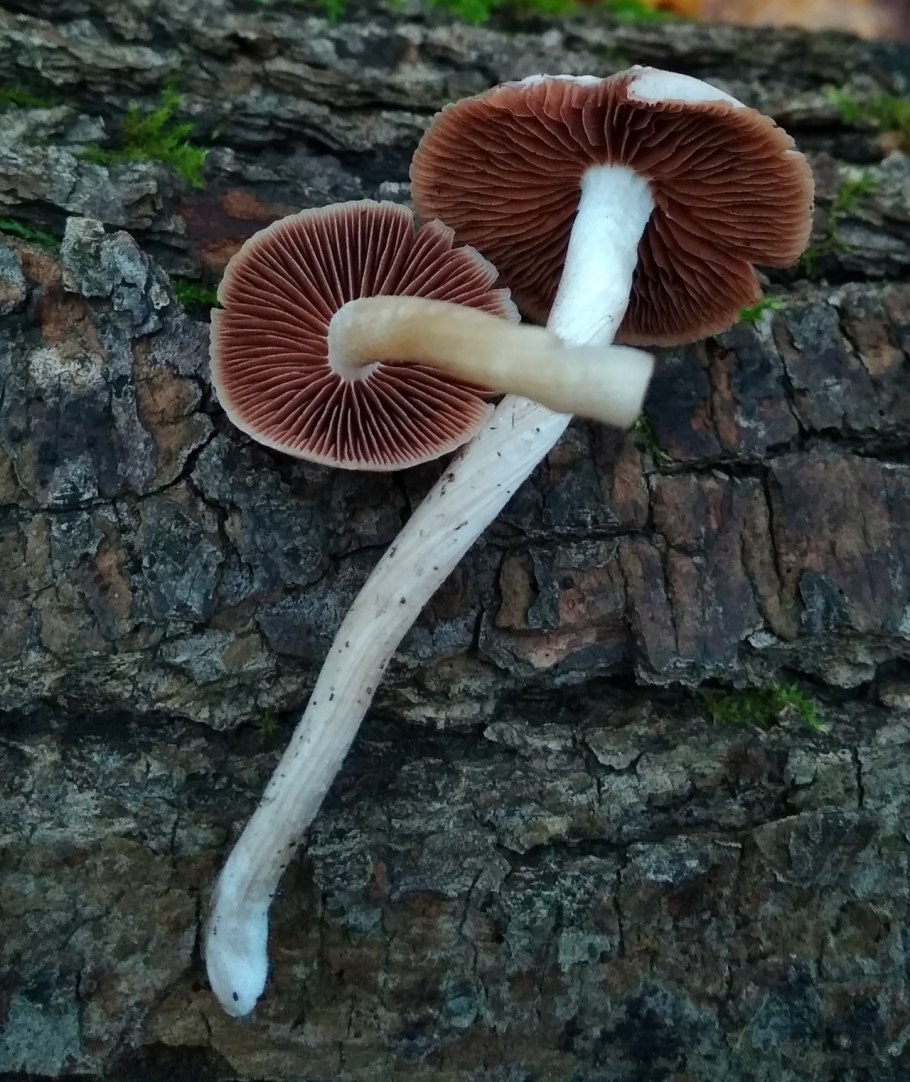 Псатирелла Кандолля