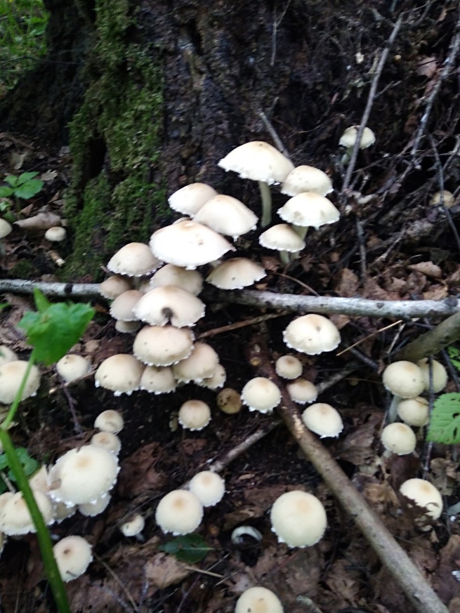 Псатирелла серо-бурая гриб