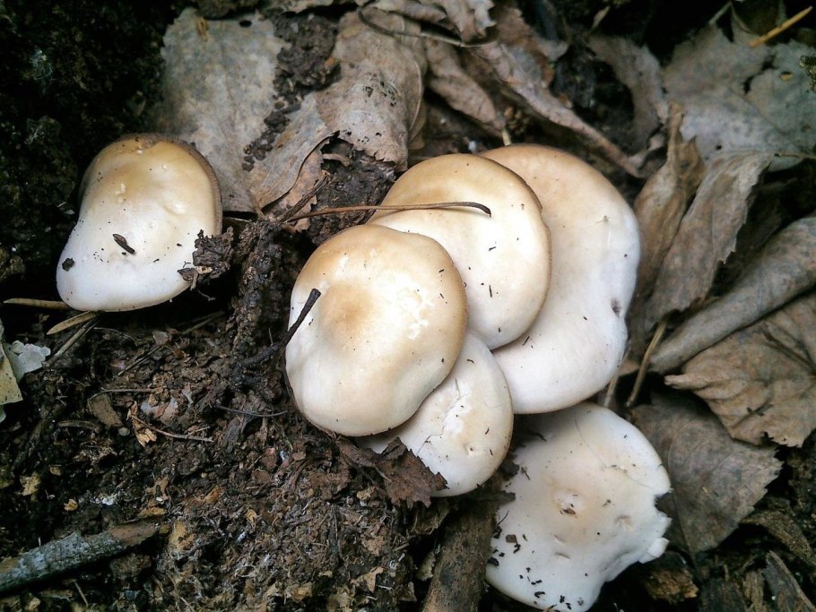 Псатирелла серо-бурая гриб