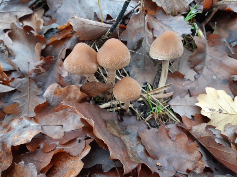 Псатирелла шаровидная