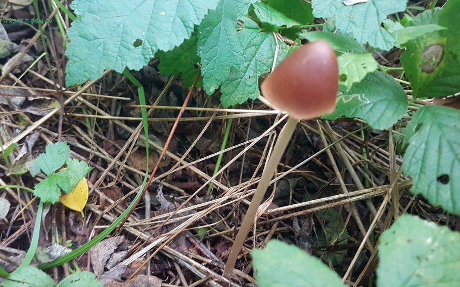 Псатирелла осины