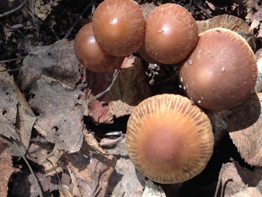 Псатирелла бурая