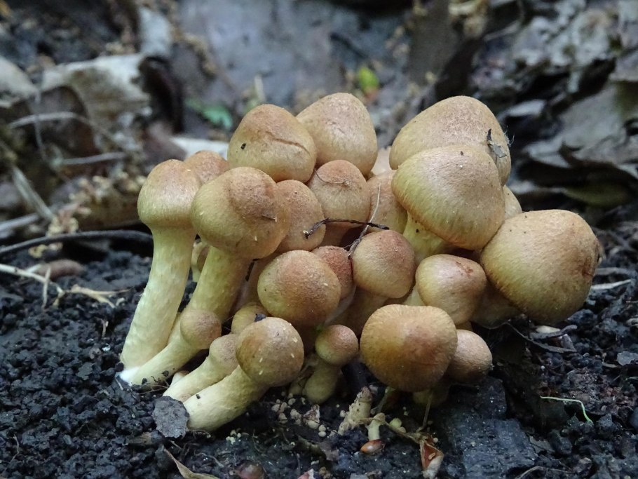 Псатирелла шаровидная Psathyrella piluliformis