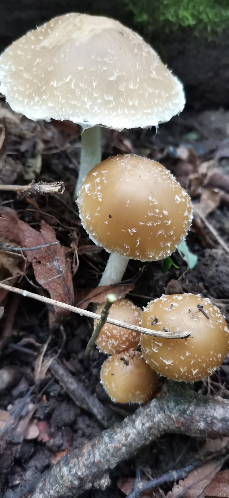 Гриб Псатирелла Кандолля