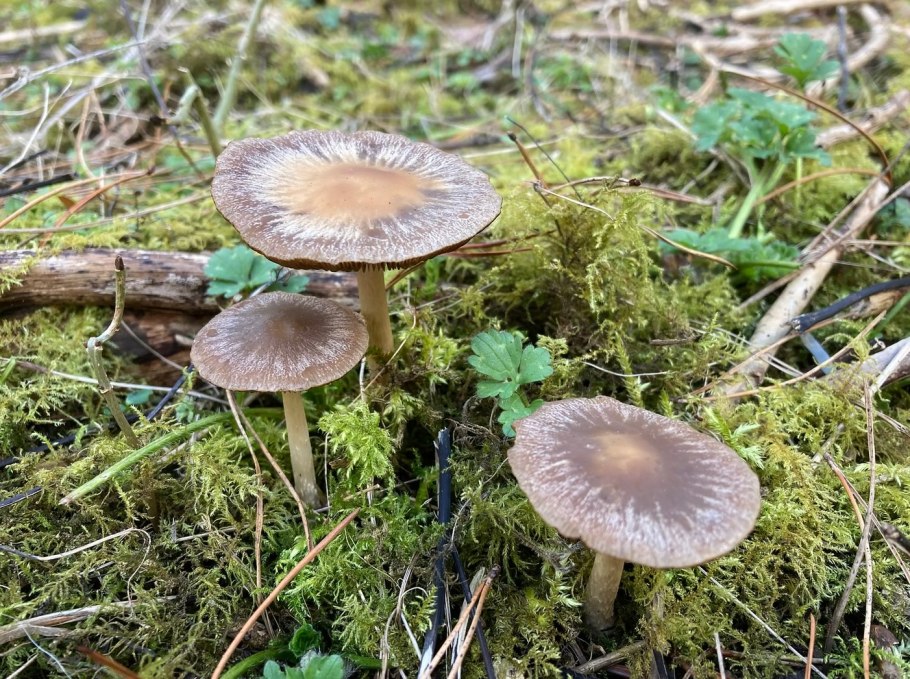 Гриб Псатирелла Кандолля