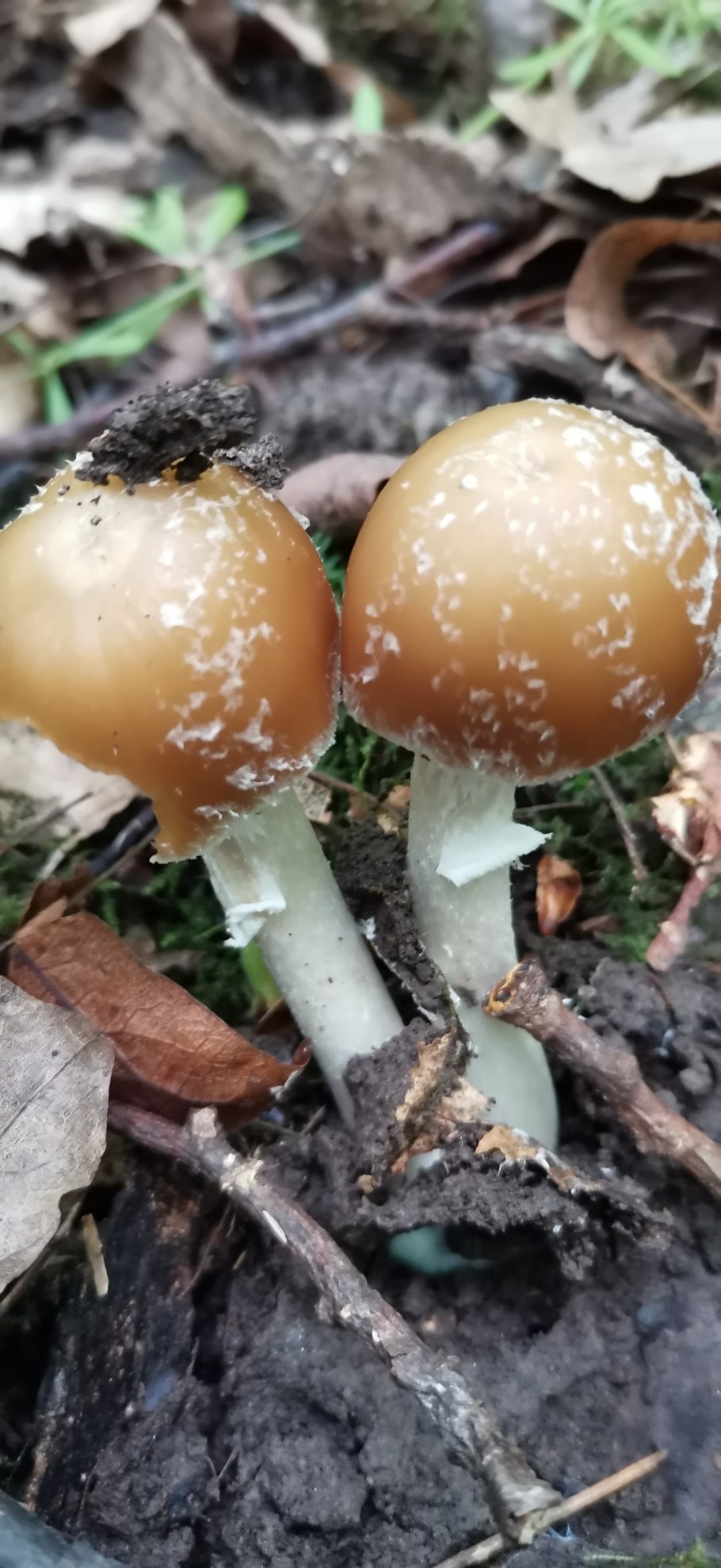 Псатирелла ( опёнок) Кандолля