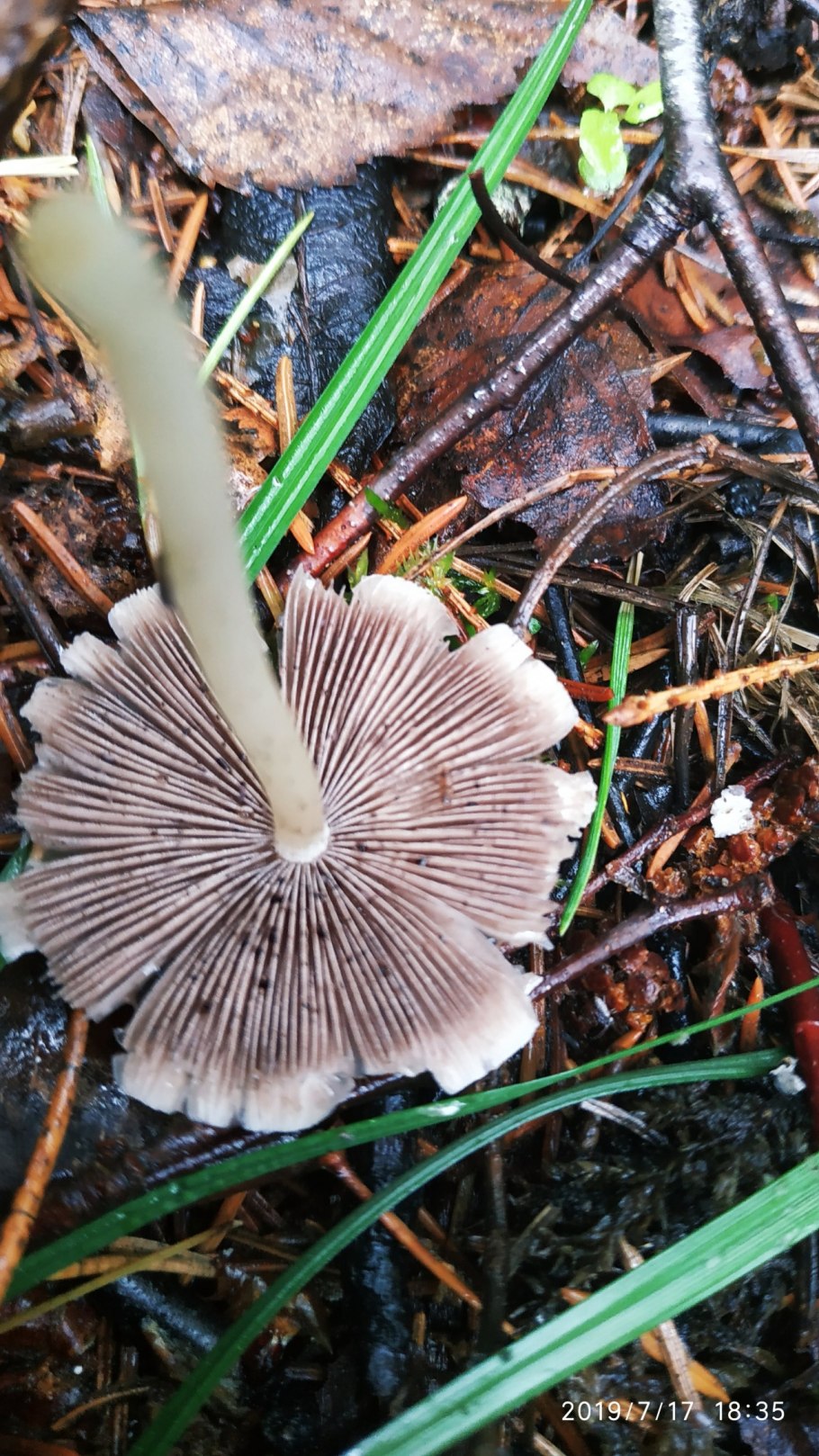 Псатирелла водолюбивая