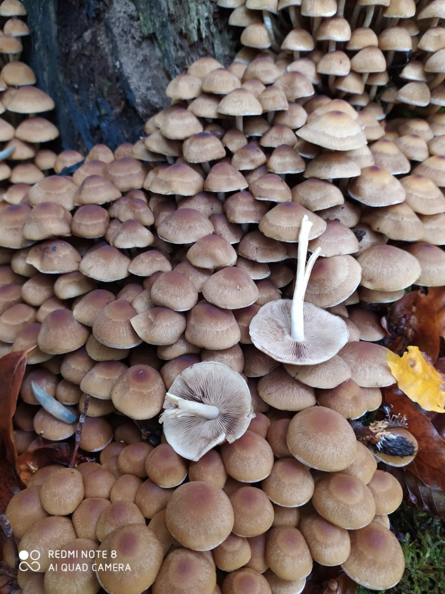 Псатирелла буро-серая