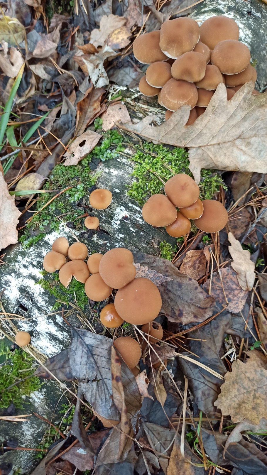 Псатирелла водолюбивая