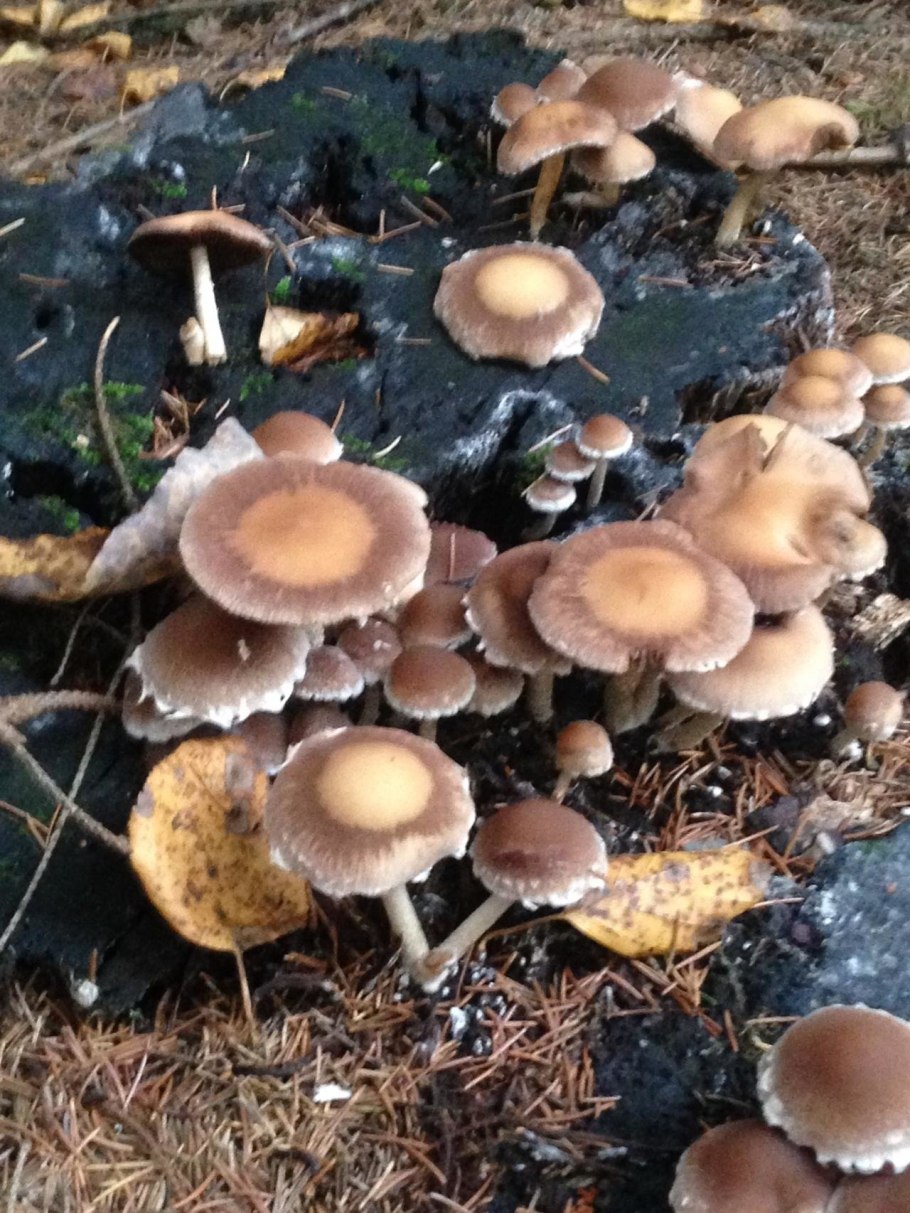 Псатирелла бурая