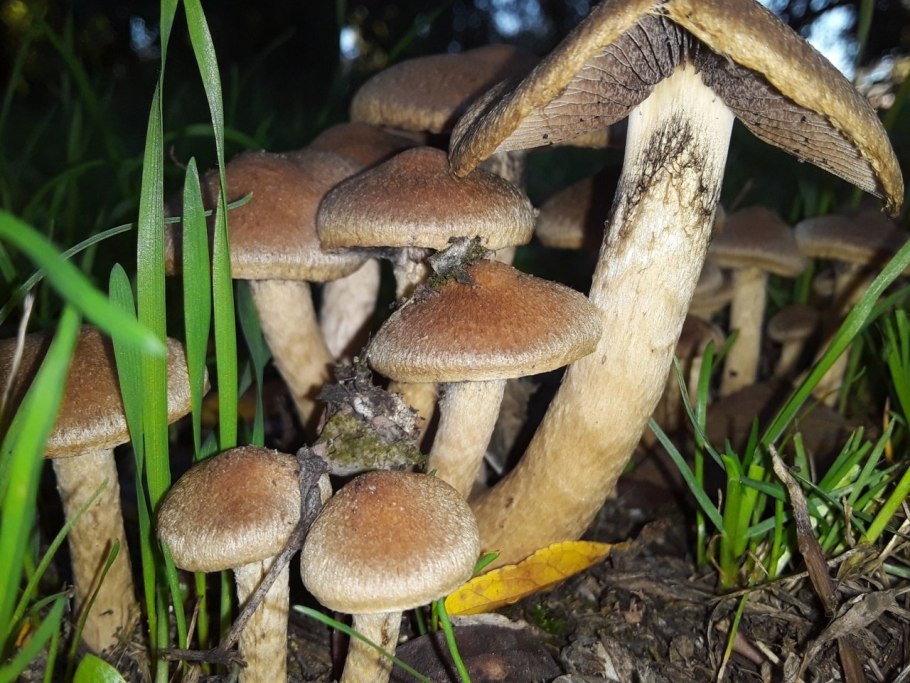 Гриб Псатирелла Кандолля