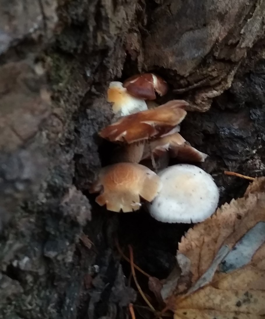 Псатирелла Кандолля