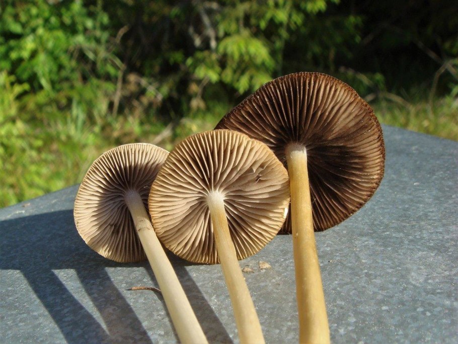 Псатирелла ( опёнок) Кандолля