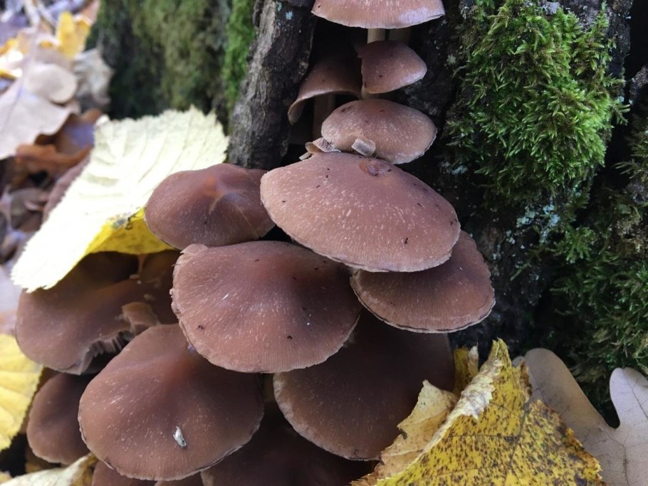 Гриб Псатирелла бархатистая