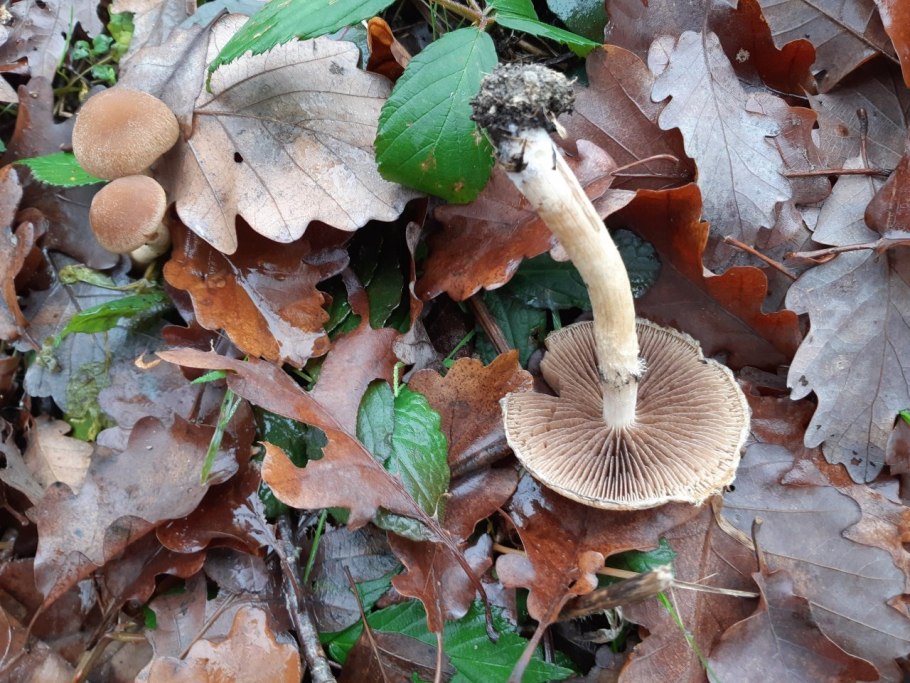 Псатирелла серо-бурая