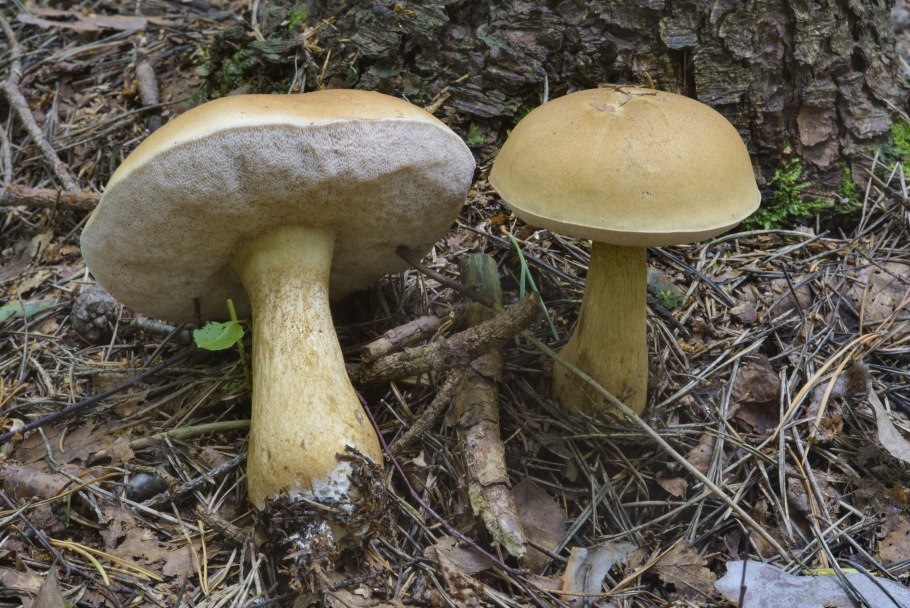 Tylopilus felleus