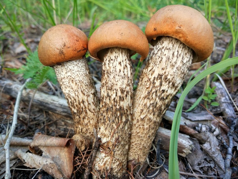 Ложный подосиновик