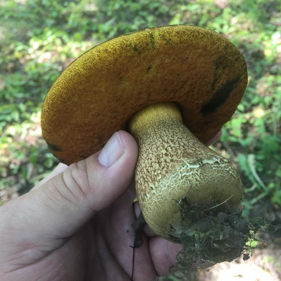 Ложный Боровик белый гриб