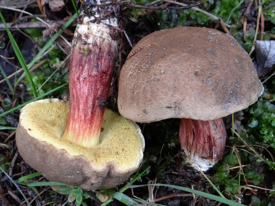 Tylopilus felleus