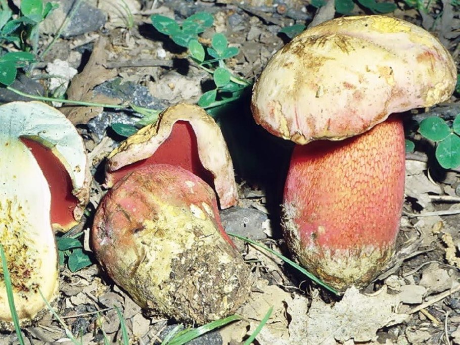 Гриб поддубовик сатанинский