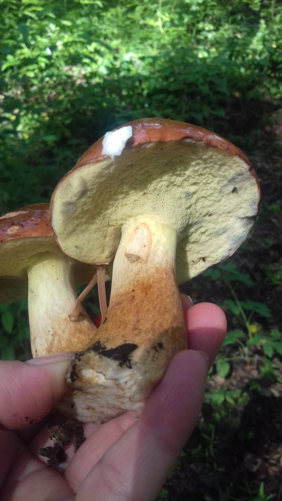 Гриб болотный масленок