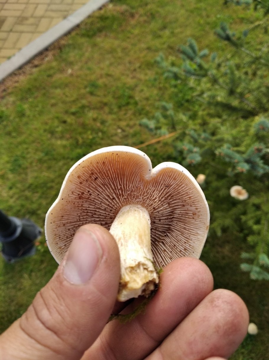 Подберезовик ложный подосиновик ложный