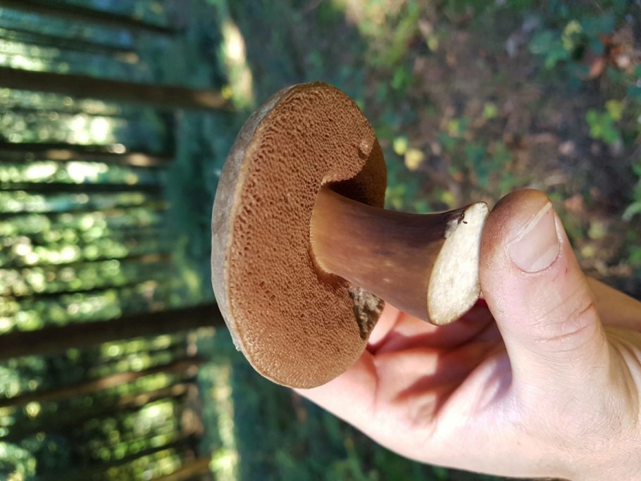 Желчный гриб в разрезе