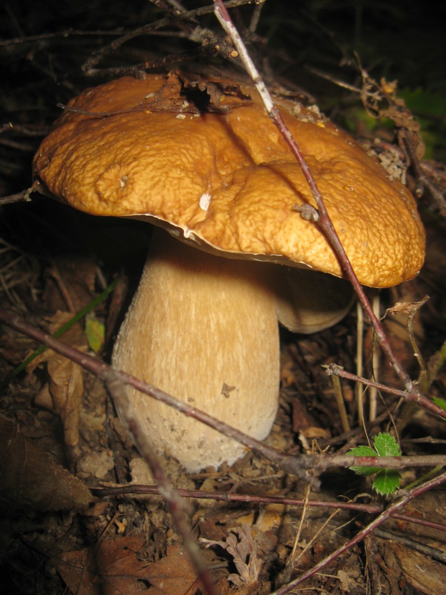 Ложный белый Боровик