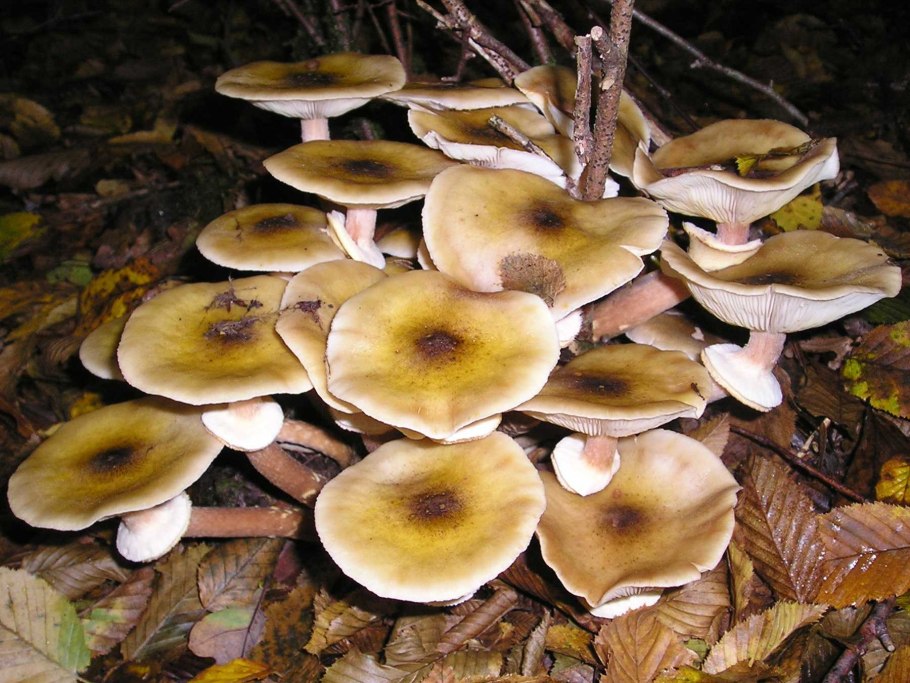 Медовые грибы Armillaria mellea