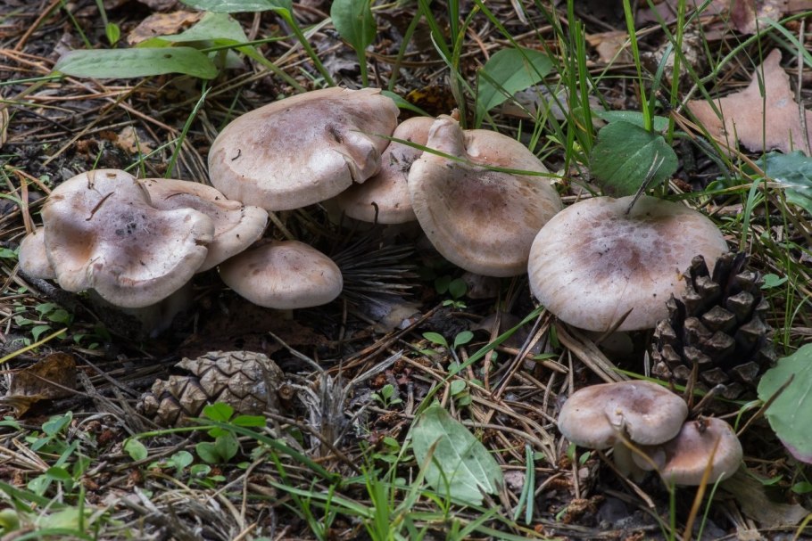 Темно серые грибы осенние