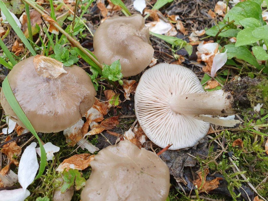 Ложный опенок серопластинчатый