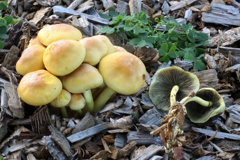 Ложноопёнок серно-жёлтый