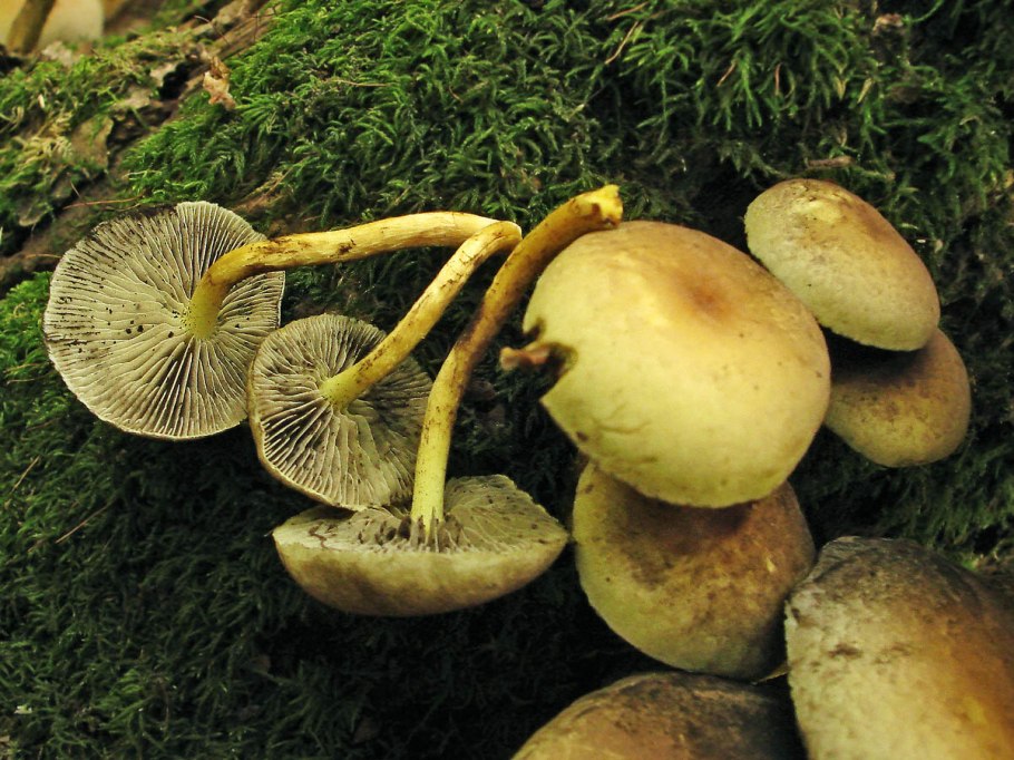 Армиллярия (Armillaria ostoyae)