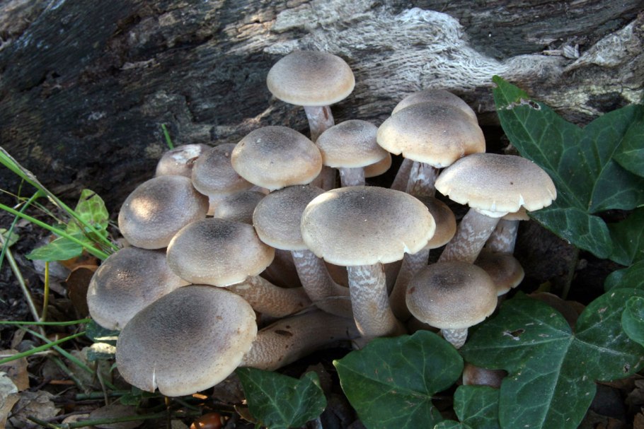 Armillaria mellea Vahl