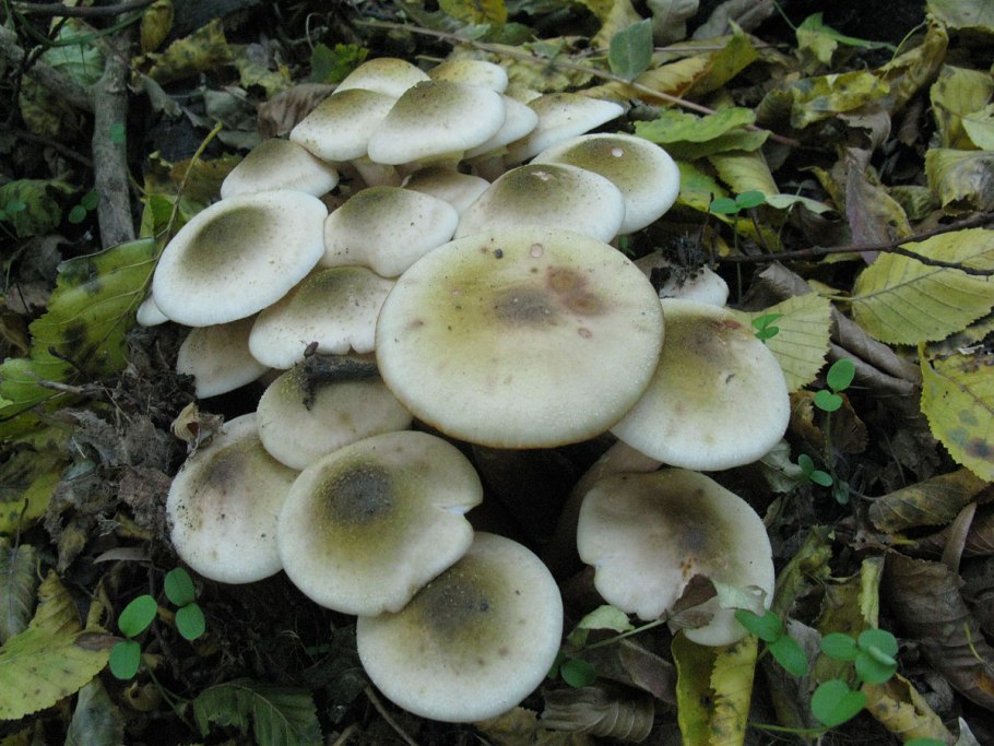 Осенние грибы с прямой шляпкой