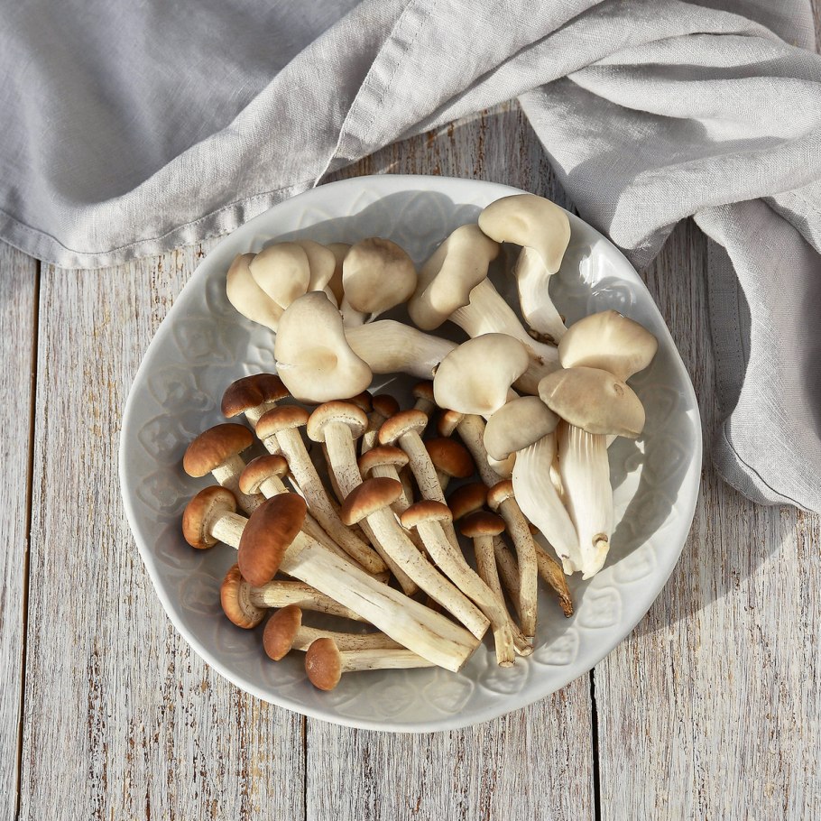 Опенок серопластинчатый Hypholoma