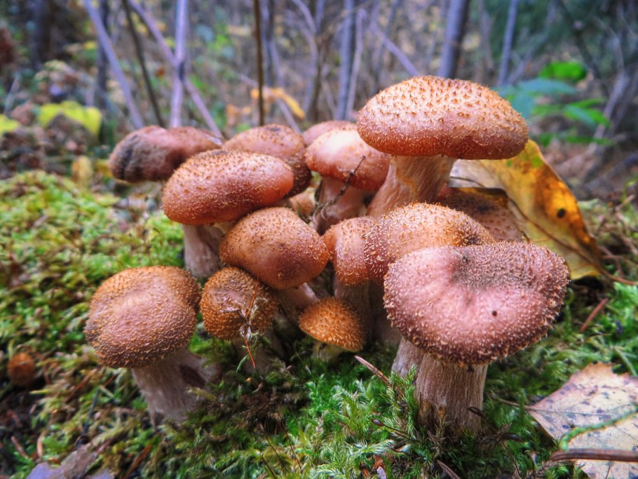 Опёнок толстоногий (Armillaria lutea)