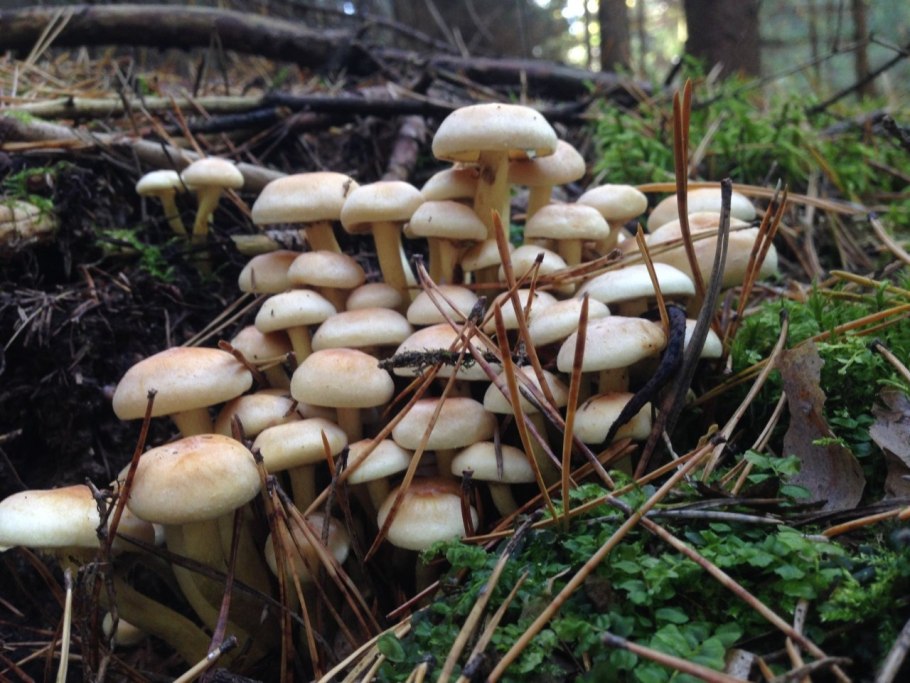 Ложноопёнок серно-жёлтый гриб