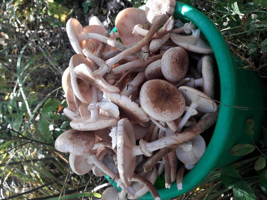 Опёнок толстоногий (Armillaria lutea)